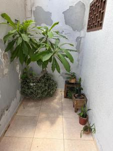 a corner of a room with potted plants against a wall at Casa Ibirapuera in Vitória da Conquista +1 photo