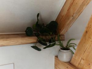 a potted plant sitting on a shelf in a room at Villa Kakelbont in Leeuwarden