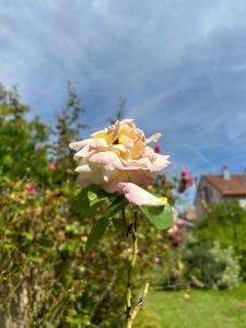 a pink and yellow rose sitting in a yard at Le Jasmin in Lure