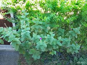 a plant with green leaves and a purple flower at Tu hogar en Concordia in Concordia