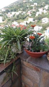 two potted plants sitting on top of a wall at Raptis House in Karavostamo
