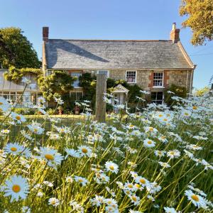 a field of daisies in front of a house at Stroud House in Freshwater