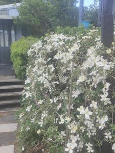 a bush of white flowers in front of a house at garden cabin in Waikino