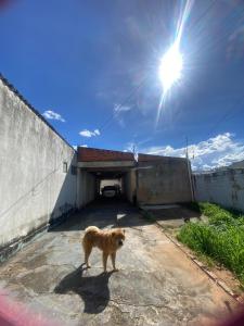 a brown dog standing in front of a garage at flat temporada in Goiânia