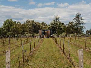 a glass house in a field with vines at Sunset Tiny House at Bluebush Estate X by Tiny Away in Rothbury +12 photos