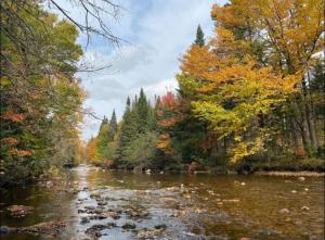 a river in the middle of a bunch of trees at Spa - River & Forest View - Le Petit Cocon in Chateau Richer