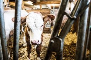 Állatok az apartmanban vagy a közelben