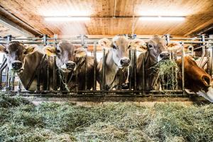 Állatok az apartmanban vagy a közelben