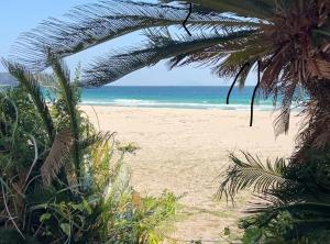 a beach with a palm tree and the ocean at Tiny Base The Irita-hama in Shimoda