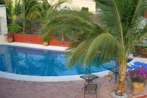 a palm tree sitting next to a swimming pool at Hidden Gem! Charming 2 Bedroom Vacation Home! in Puerto Escondido