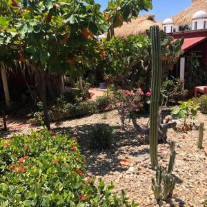 a garden with a cactus and flowers in front of a house at Hidden Gem! Charming 2 Bedroom Vacation Home! in Puerto Escondido +34 photos