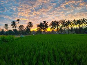 a sunset over a rice field with palm trees at Keluncing Field Homestay in Kotaraja
