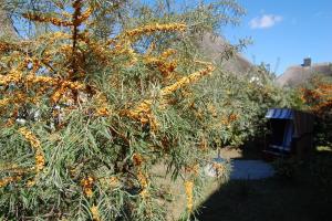 a tree with a bunch of fruit on it at Boddenhus in Born