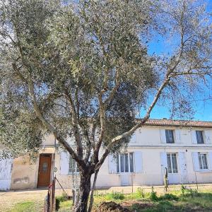 a tree in front of a white building at Joli Eden in Saint-Sulpice-de-Faleyrens