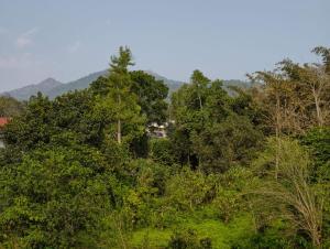 a group of trees with a house in the background at Hill View Residency in Kalpetta