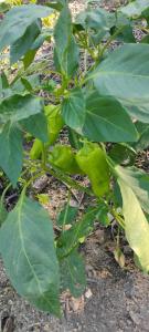 a plant with green leaves on the ground at Finca Hostal Eva Maria in Santa Marta +1 photo