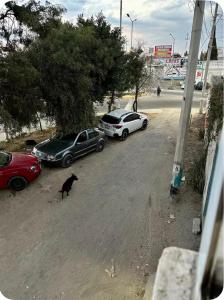 a black cat walking in a parking lot with cars at Santa Rosalía3- 2 habitaciones in San Felipe Hueyotlipan
