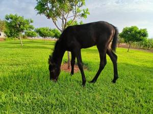 a black horse grazing in a field of grass at Darnamed in Nador