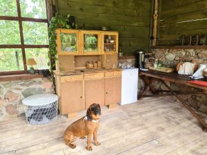 a dog sitting on the floor of a kitchen at Agroturystyka „Między Polami” in Zalewo +41 photos