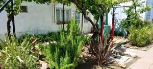 a garden with plants in front of a house at Glamaué 2 in Carhué +1 photo