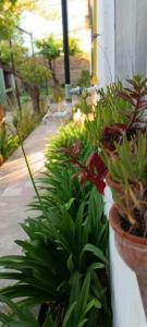 a group of plants in pots on a wall at Glamaué 2 in Carhué