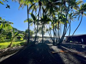 a group of palm trees on a beach at Beachfront 1 Bedroom Condo with Private Beach, Pool, Hot Tub in Pahala