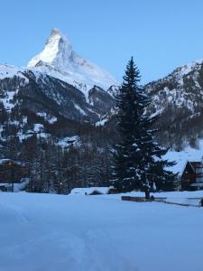 a snow covered mountain with a pine tree in the foreground at Wohnung 17, Marico in Zermatt
