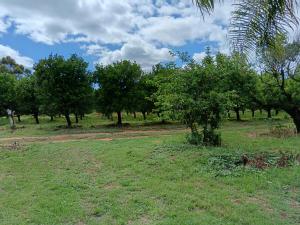 a field of grass with trees in the background at IVCA Cottage in Addo