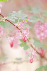 a bunch of pink flowers on a tree branch at AUBERGE FRANKENBOURG in La Vancelle
