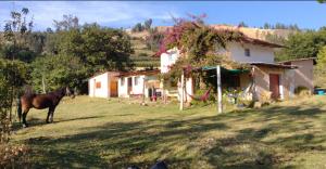 a horse standing in a field next to a house at Shendao Eco Salud in Huaripampa