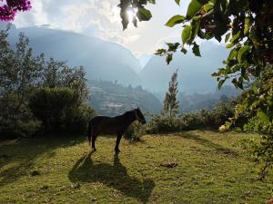 a horse standing on top of a grassy hill at Shendao Eco Salud in Huaripampa
