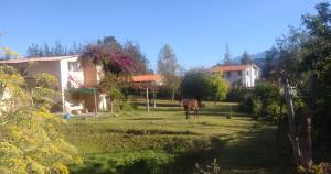 a horse grazing in a field next to a house at Shendao Eco Salud in Huaripampa