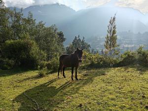 a horse standing on top of a grassy hill at Shendao Eco Salud in Huaripampa +4 photos