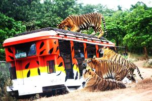 a group of zebras standing on top of a bus at Zoobic Glampz in Subic