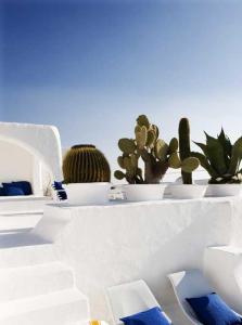 a group of cacti in white pots on a wall at ksour in Tunis