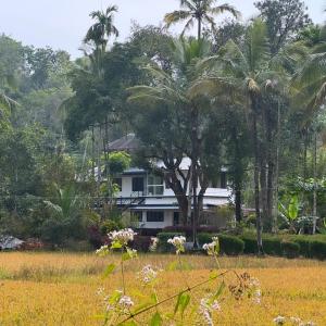 a house in the middle of a field with palm trees at Quiet Canopy homestay in Padinjarathara +13 photos