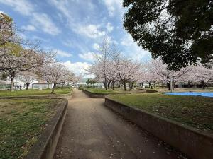 a path in a park with cherry trees in the background at sora in Osaka