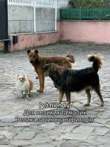 a group of three dogs standing on a street at Заміський будинок кімната студія Pet - friendly in Mukacheve