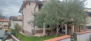 a house with a tree in front of it at apartma Kiana in Šempeter pri Gorici
