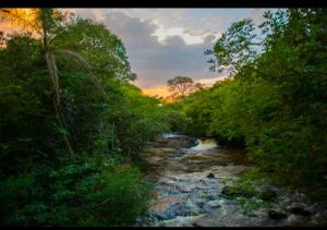 a river in the middle of a forest with trees at Edicula do Sidnei in Brotas