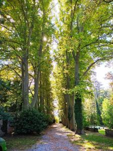 a tree lined path in a park with leaves on the ground at Domaine Notre Dame des Anges in Lurs