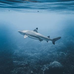a shark swimming in the ocean with at Methos Homestay - Raja Ampat in Besir +52 photos