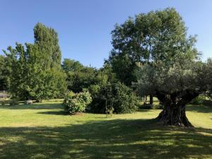 a tree in the middle of a field at Le loft 2 in Vouneuil-sous-Biard