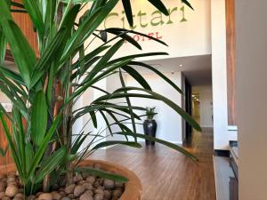 a potted plant sitting on top of a table at Hotel Cittari Tatuí in Tatuí