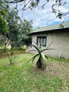 a plant in the grass next to a house at Emoyeni Eco Lodge in Sodwana Bay