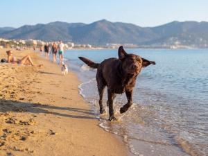 a black dog running on the beach at Camping Castelló Mar in Empuriabrava
