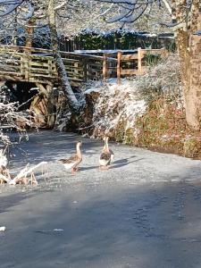 two ducks walking down a road near a bridge at Domaine de la Ferté Clairbois in Sainte-Suzanne