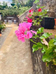 a bunch of pink flowers on a wall at Tea Leaf Family Cottage in Bandarawela +4 photos