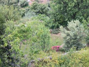 a garden filled with lots of plants and trees at Hôtel Le Niobel in Belgodère