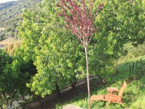 a tree and a wooden bench in the grass at Hôtel Le Niobel in Belgodère +23 photos